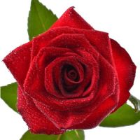 Поштучно червоні троянди 70 см