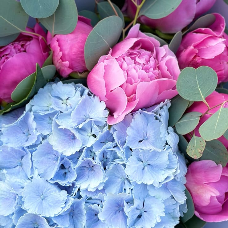 Цветущая симфония гортензии с пионами 🌸 – доставка цветов в Киев