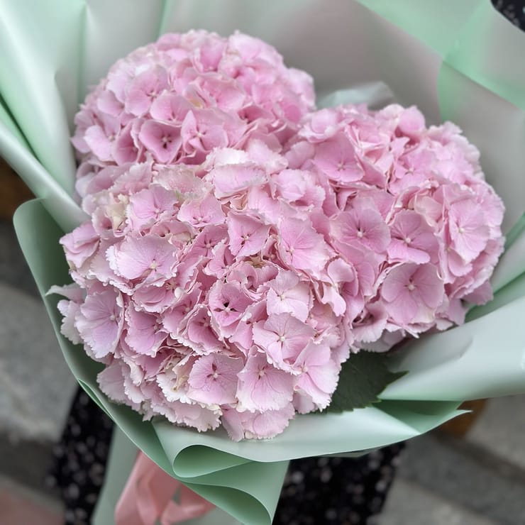 3 pink hydrangeas – flower delivery in Kyiv (Kiev)