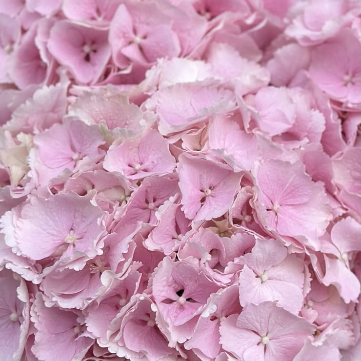 3 pink hydrangeas – flower delivery in Kyiv (Kiev)