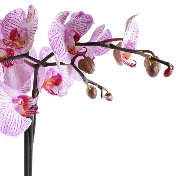 Pink and white orchid – flower delivery in Toronto