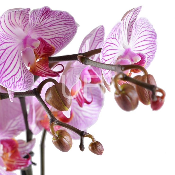 Pink and white orchid – flower delivery in Toronto