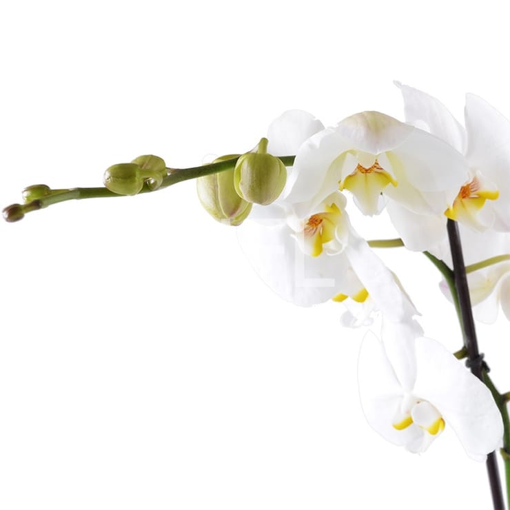 White Orchid – flower delivery in Toronto