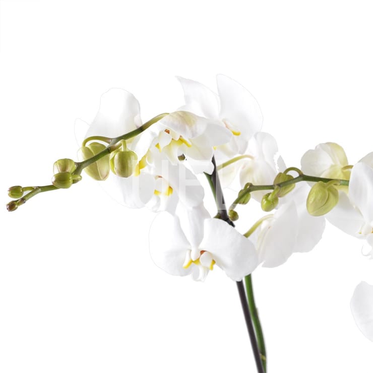 White Orchid – flower delivery in Toronto