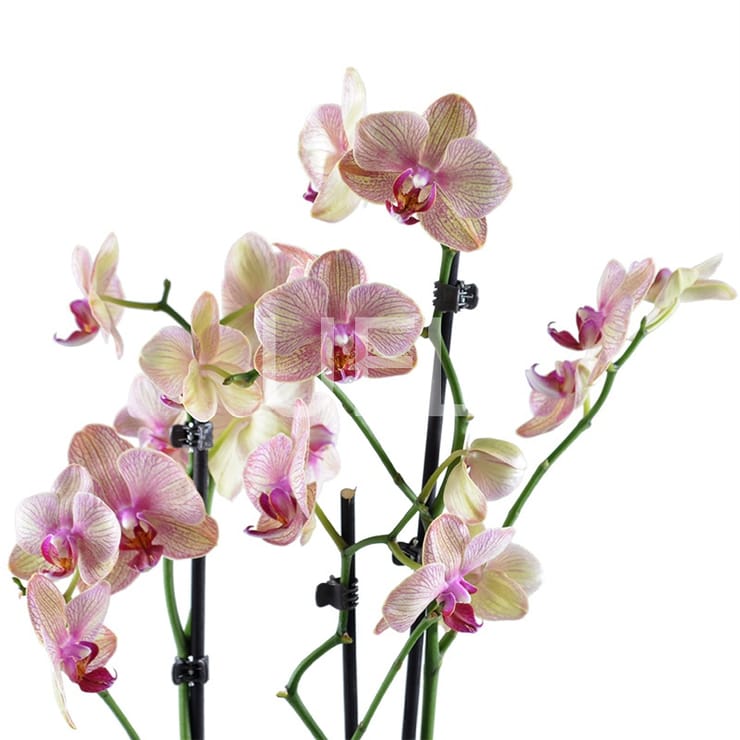 Pink and yellow orchid – flower delivery in Toronto