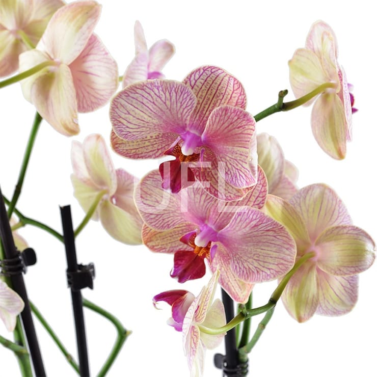 Pink and yellow orchid – flower delivery in Toronto