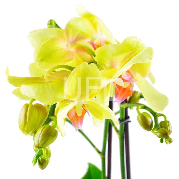 Orchid lemon – flower delivery in Toronto