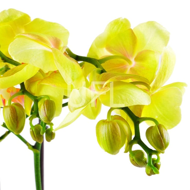 Orchid lemon – flower delivery in Toronto