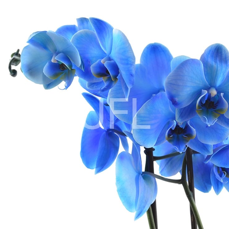 Blue orchid – flower delivery in Toronto