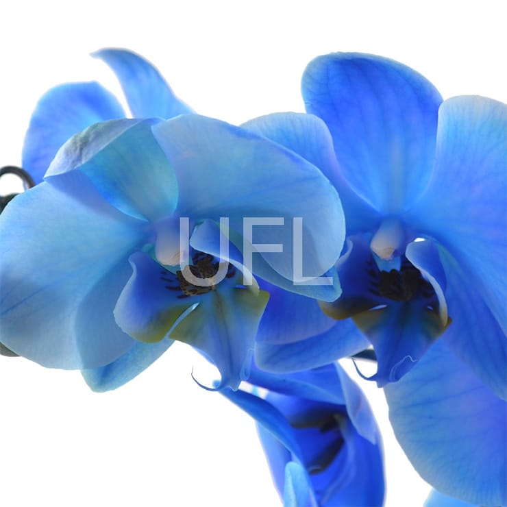 Blue orchid – flower delivery in Toronto