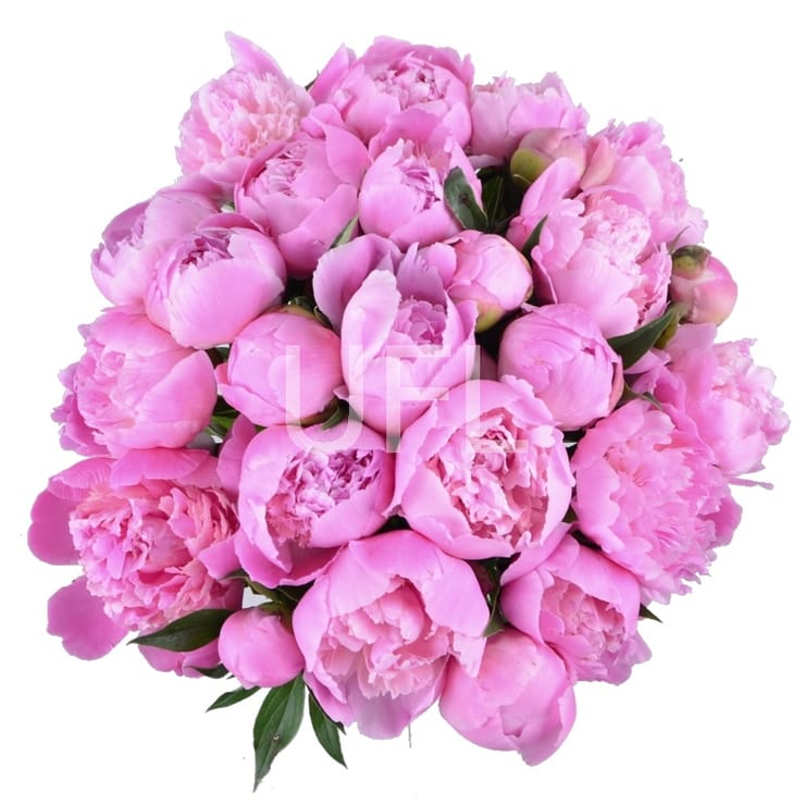 Pink peonies – flower delivery in Dolina
