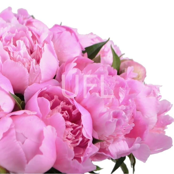 Pink peonies – flower delivery in Dolina