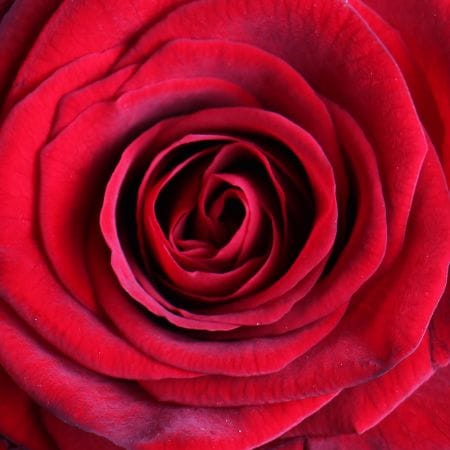 51 роза 60 см – доставка цветов в Душанбе