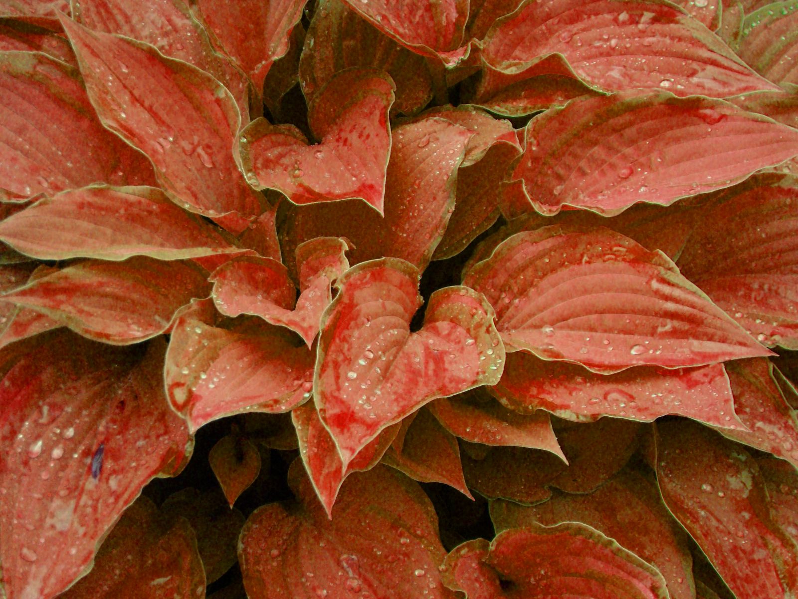 Хосты с красными листьями сорта фото