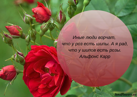 Фразы на открытку в цветы