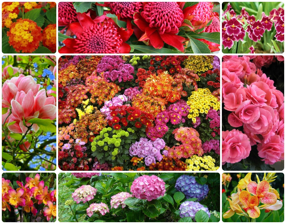 Разновидности Цветов Для Букетов Фото И Названия