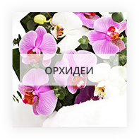 Орхидеи {$loc}