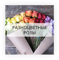 Разноцветные розы Kiev